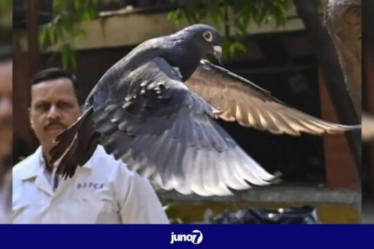 after-eight-months-of-detention,-india-releases-pigeon-accused-of-being-a-chinese-spy