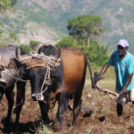 the-agricultural-sector-and-the-job-market:-victims-of-the-crisis,-according-to-the-brh