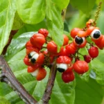 guarana:-a-coffee-substitute-rich-in-antioxidants!