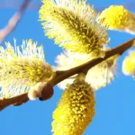 fruit-willow-pollen:-its-great-richness-in-nutrients-fights-against-eye-aging.