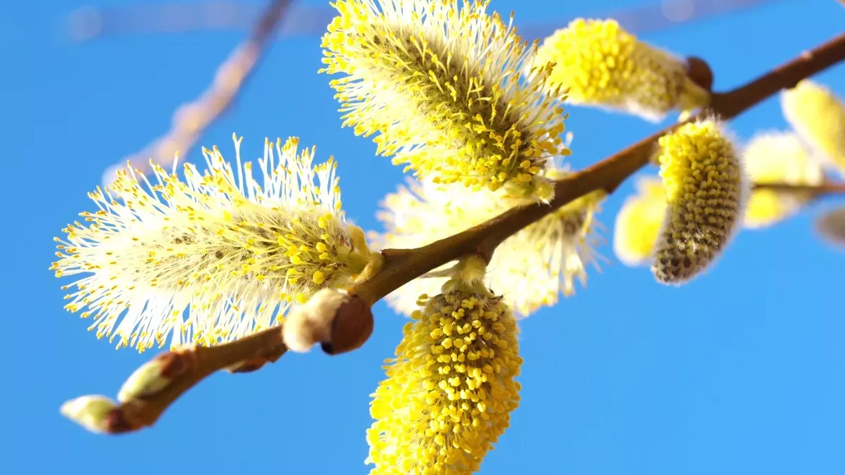 fruit-willow-pollen:-its-great-richness-in-nutrients-fights-against-eye-aging.