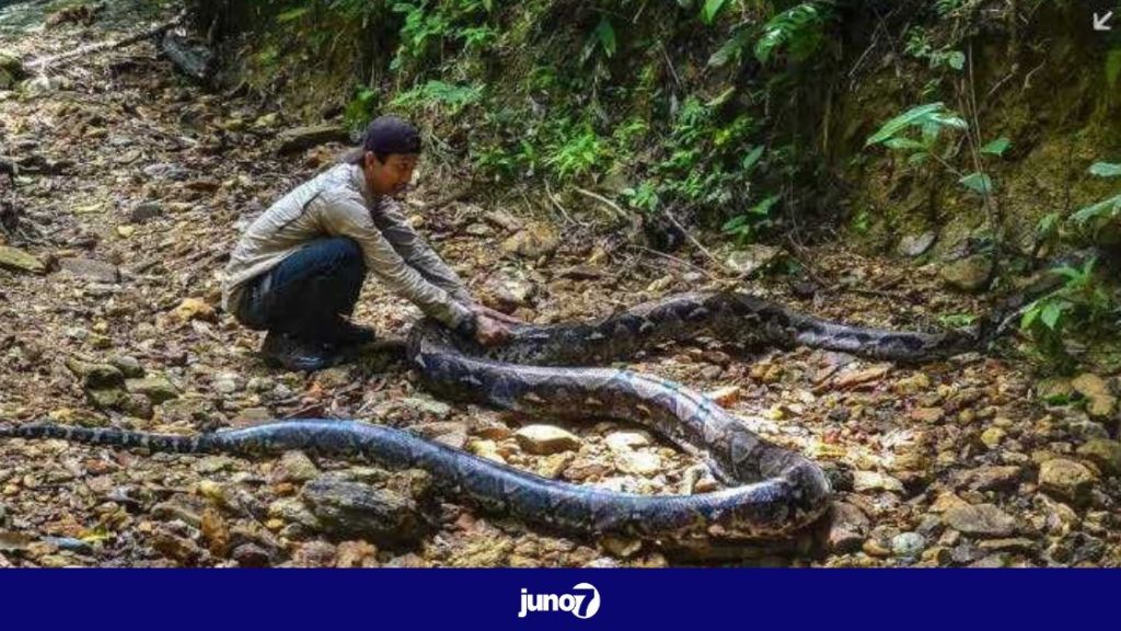indonesia:-a-woman-swallowed-by-a-5-meter-python
