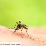 how-can-we-explain-the-increase-in-the-number-of-dengue-cases-in-europe-and-what-measures-have-been-put-in-place-in-france?