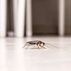 how-to-get-rid-of-cockroaches-quickly?