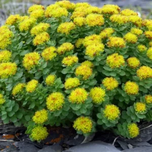 rhodiola:-a-plant-with-multiple-virtues,-including-weight-loss!