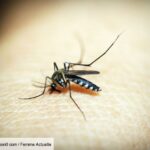 mosquitoes:-how-to-choose-the-best-repellent,-according-to-60-million-consumers