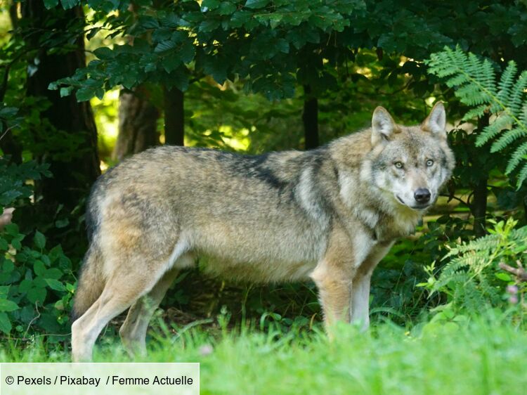 this-incredible-ability-of-mutant-wolves-from-chernobyl-fascinates-science