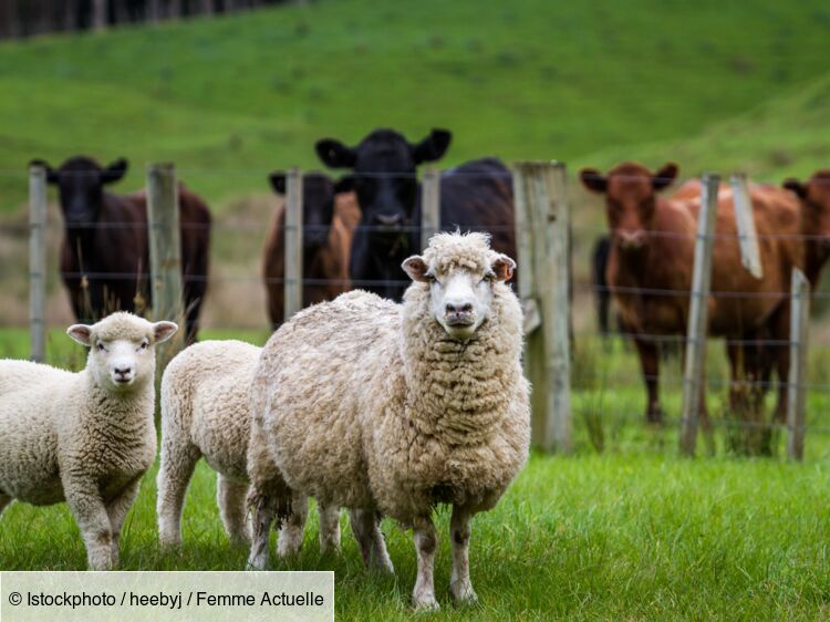 bluetongue:-what-is-bluetongue-disease,-which-affects-sheep-and-the-number-of-cases-of-which-is-increasing-in-france?