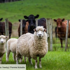 bluetongue:-what-is-bluetongue-disease,-which-affects-sheep-and-the-number-of-cases-of-which-is-increasing-in-france?